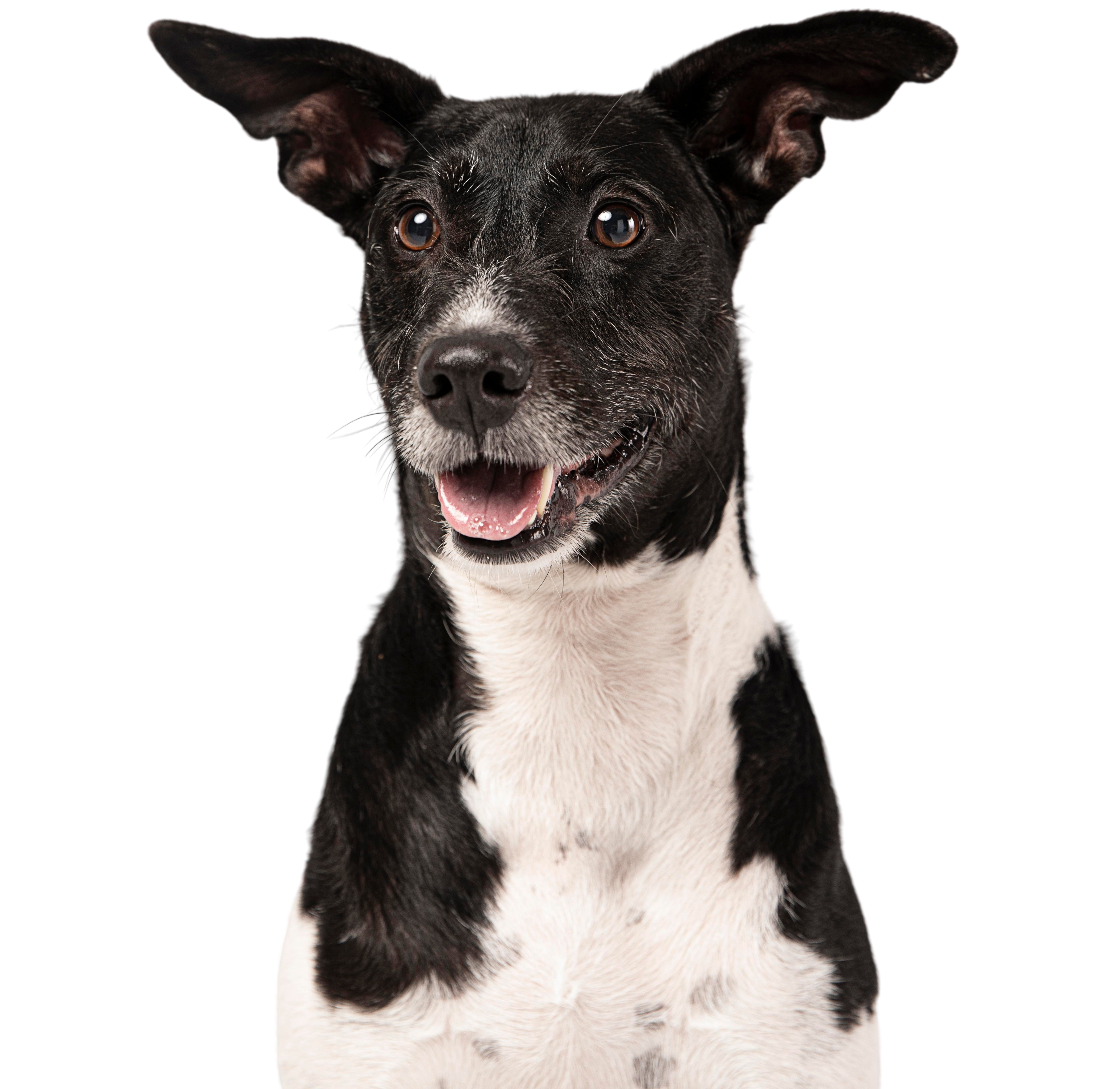 Imagen de un perro sonriente