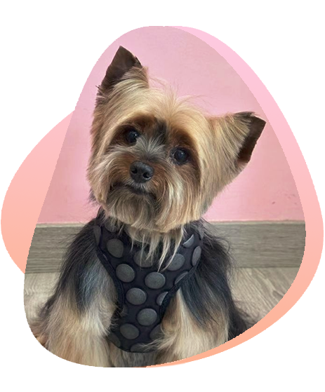 imagen de perro de raza pequeña